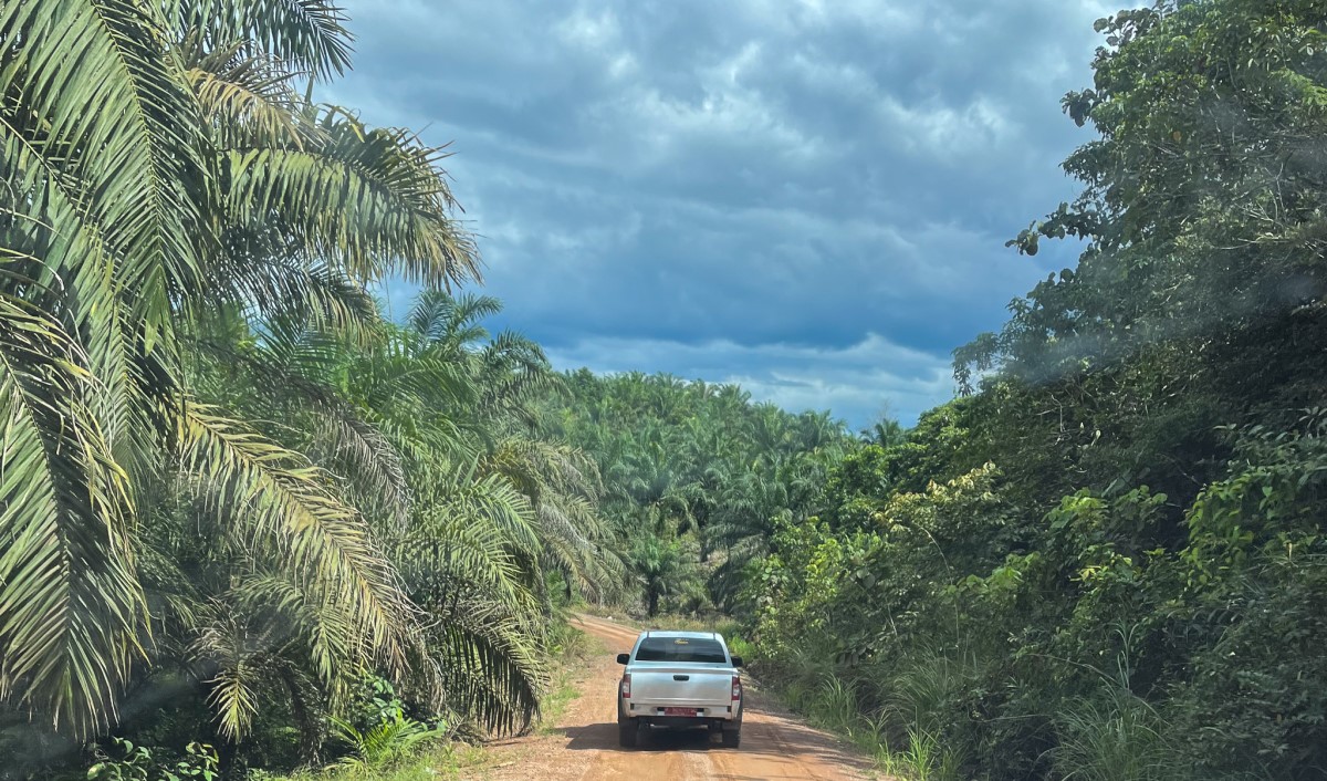 Car passing by a dirt street in between palm plantation trees